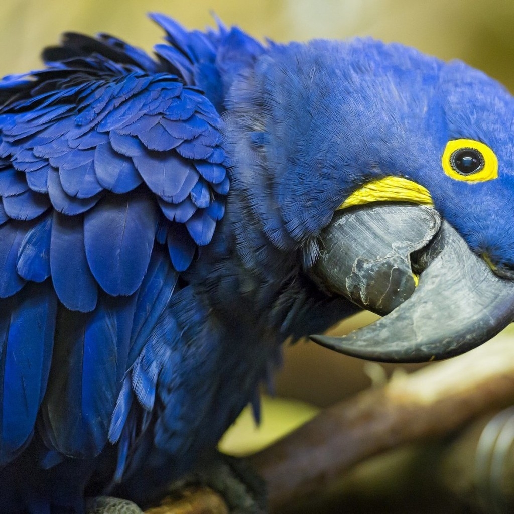 Blue Parrot for 1024 x 1024 iPad resolution