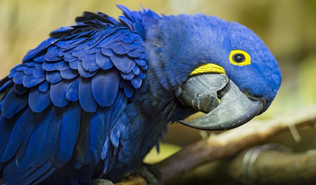 Blue Parrot for 1024 x 600 widescreen resolution