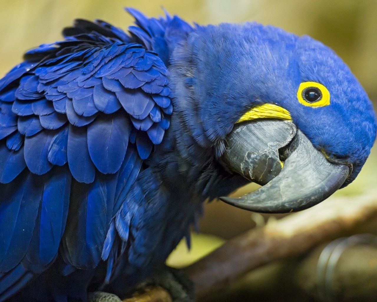 Blue Parrot for 1280 x 1024 resolution