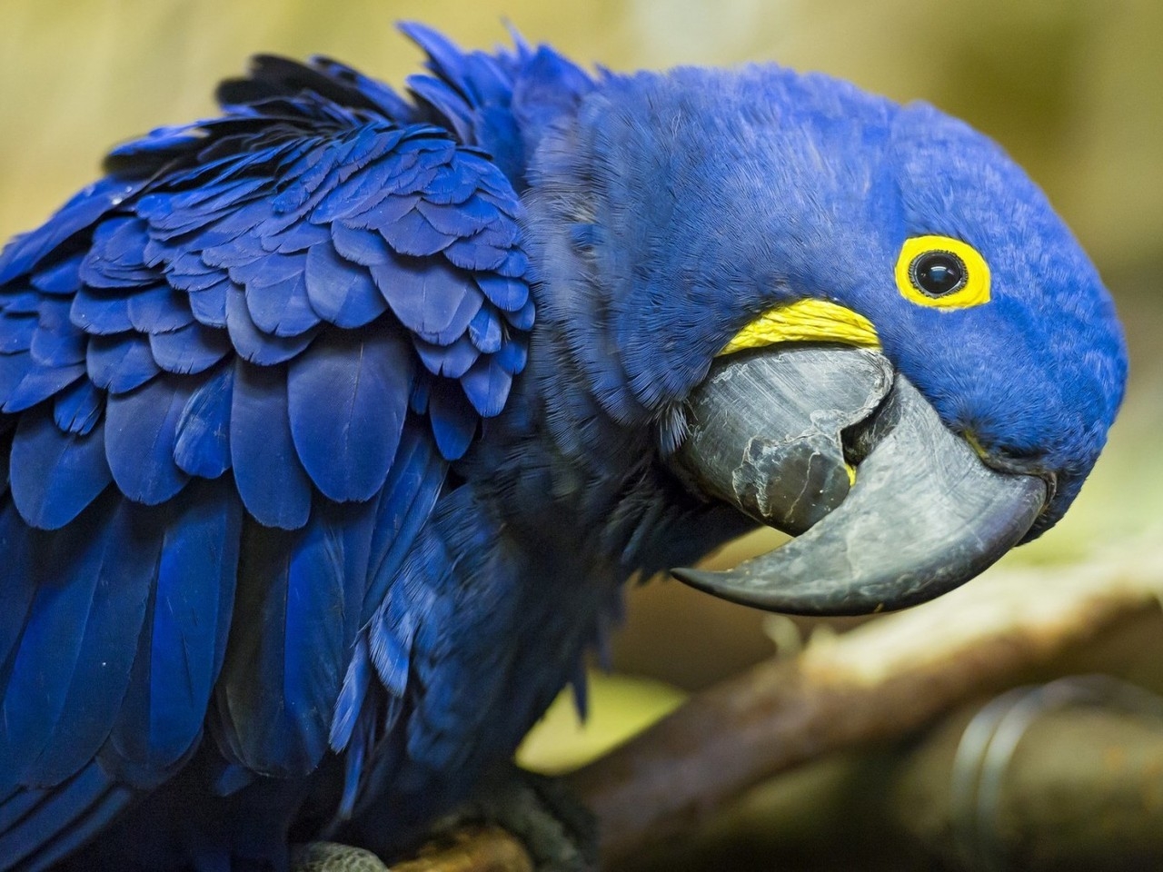 Blue Parrot for 1280 x 960 resolution