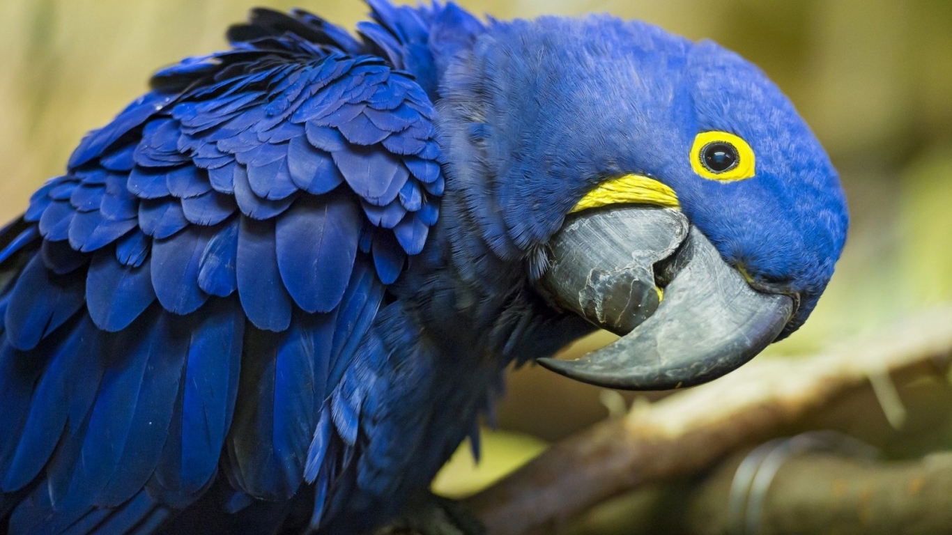 Blue Parrot for 1366 x 768 HDTV resolution