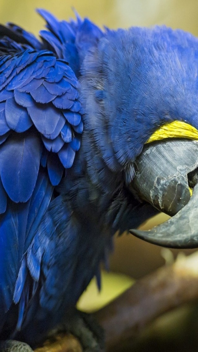 Blue Parrot for 640 x 1136 iPhone 5 resolution