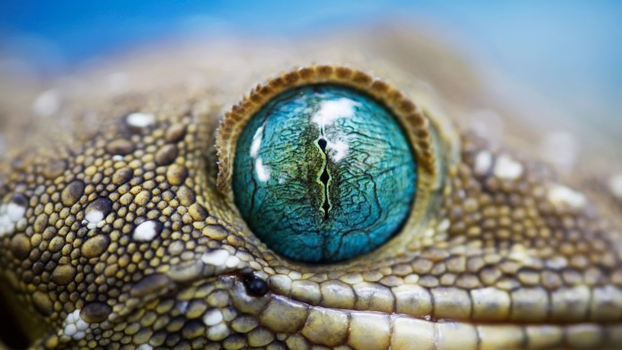 Blue Reptile Eye for 1280 x 720 HDTV 720p resolution