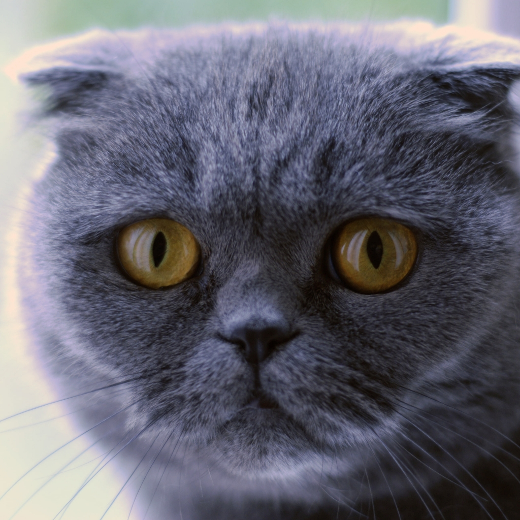 Blue Scottish Fold Cat for 1024 x 1024 iPad resolution