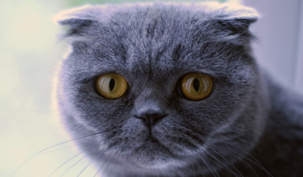 Blue Scottish Fold Cat for 1024 x 600 widescreen resolution