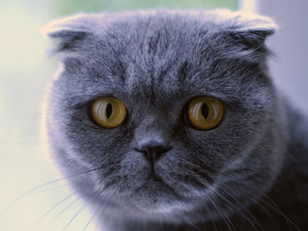 Blue Scottish Fold Cat for 1024 x 768 resolution