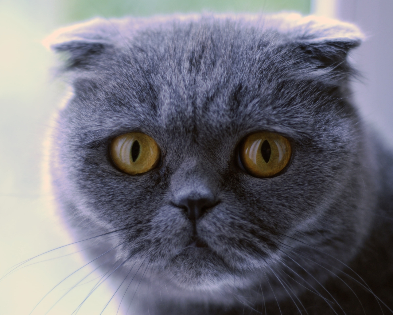 Blue Scottish Fold Cat for 1280 x 1024 resolution