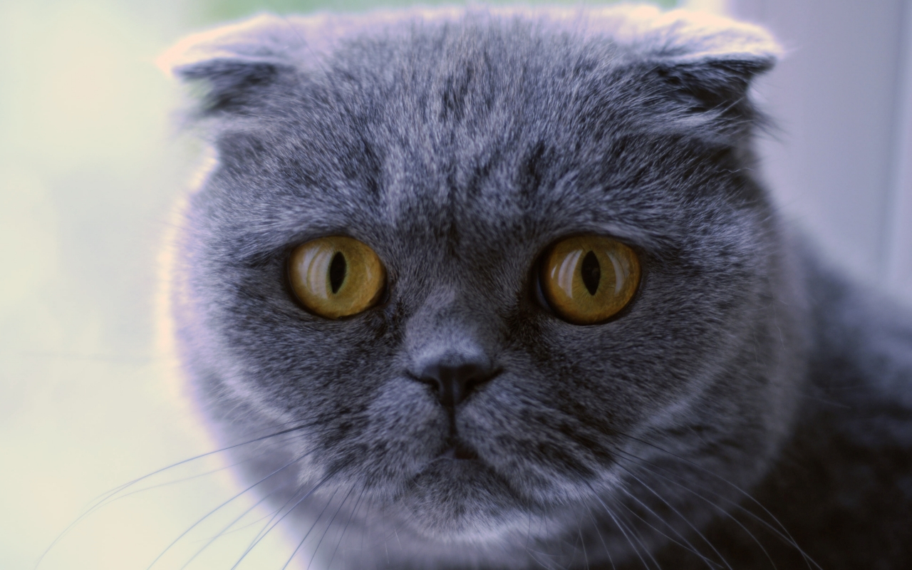 Blue Scottish Fold Cat for 1280 x 800 widescreen resolution