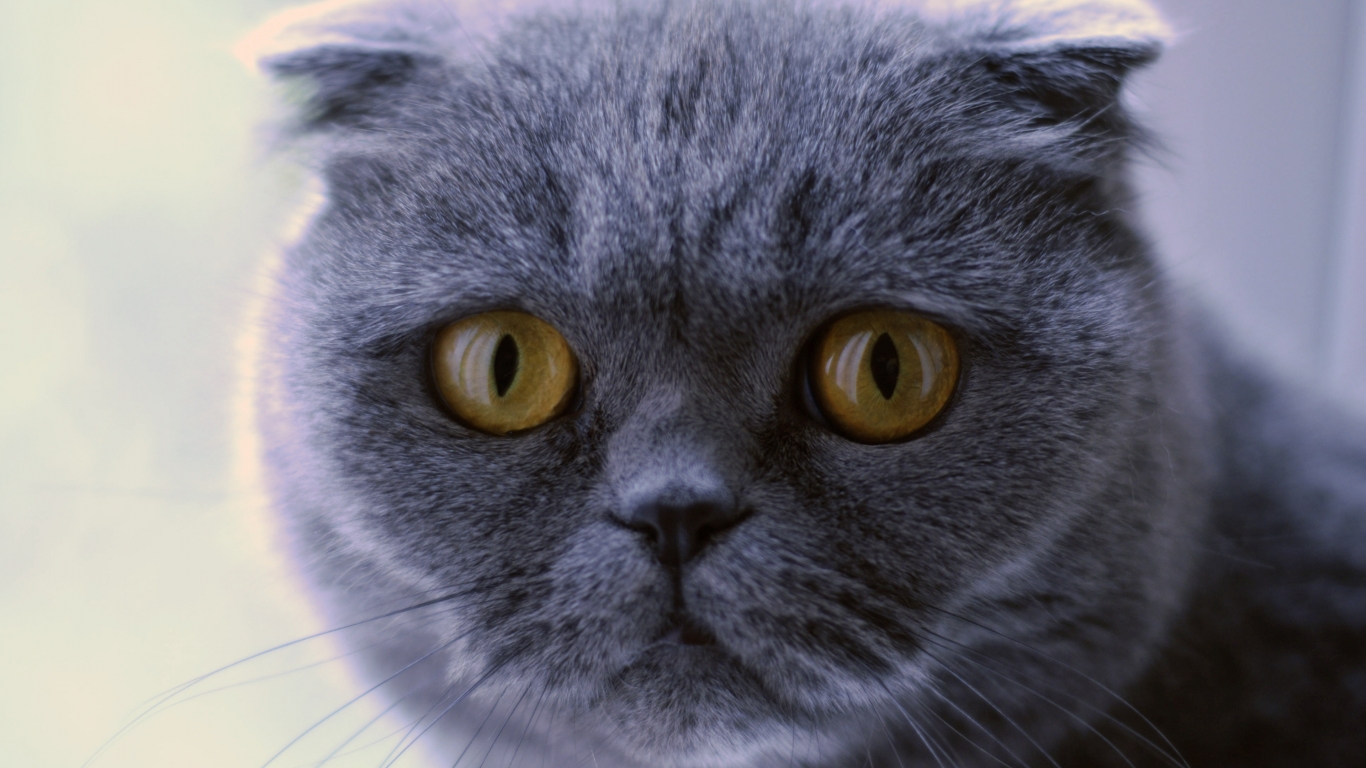 Blue Scottish Fold Cat for 1366 x 768 HDTV resolution