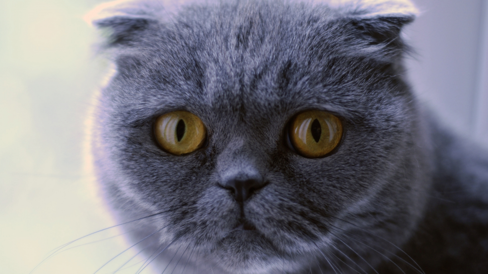 Blue Scottish Fold Cat for 1600 x 900 HDTV resolution