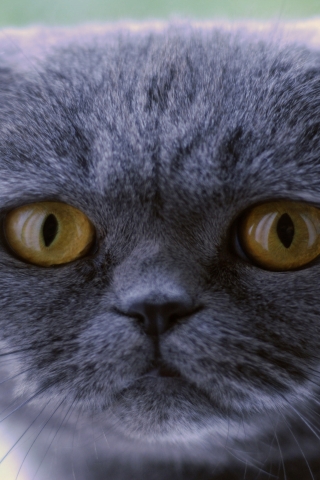 Blue Scottish Fold Cat for 320 x 480 iPhone resolution