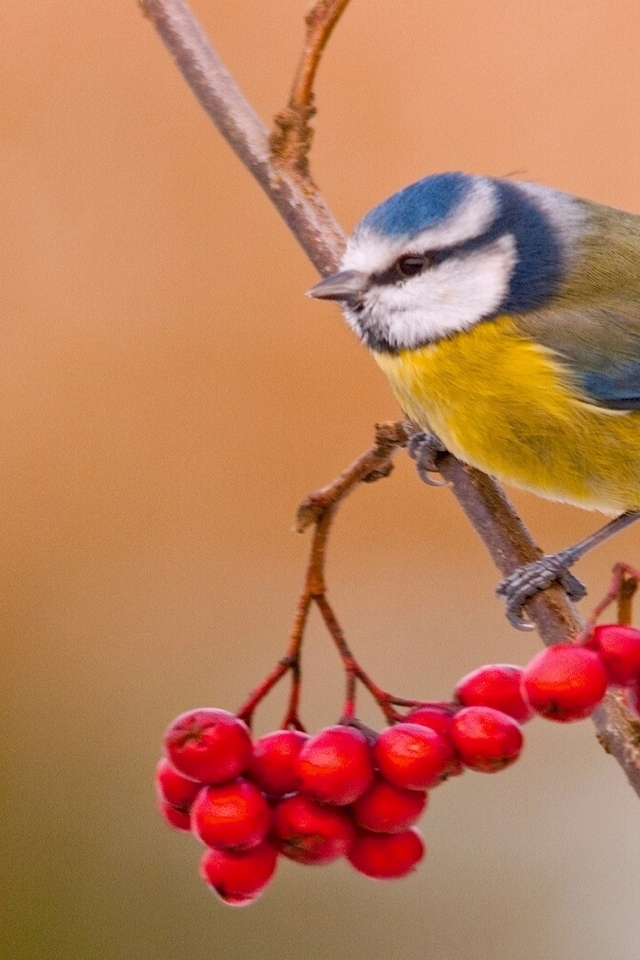 Blue Tit Bird for 640 x 960 iPhone 4 resolution