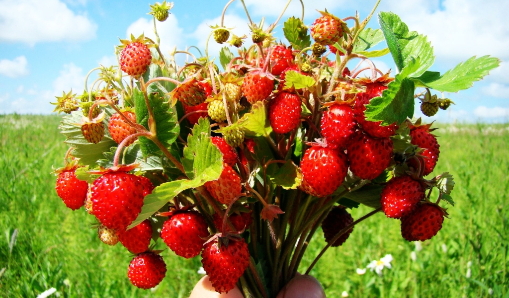 Bouquet of wild strawberries for 1024 x 600 widescreen resolution