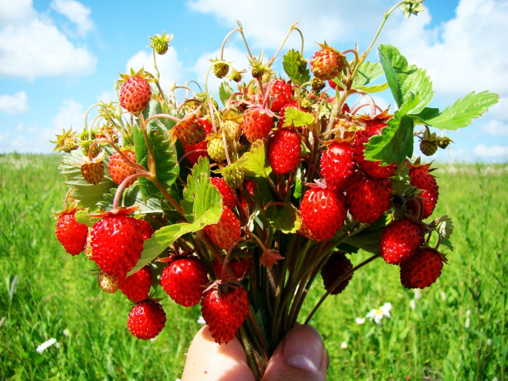 Bouquet of wild strawberries for 1024 x 768 resolution