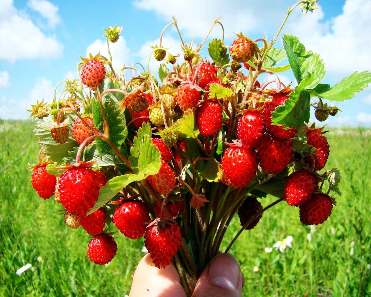 Bouquet of wild strawberries for 1280 x 1024 resolution
