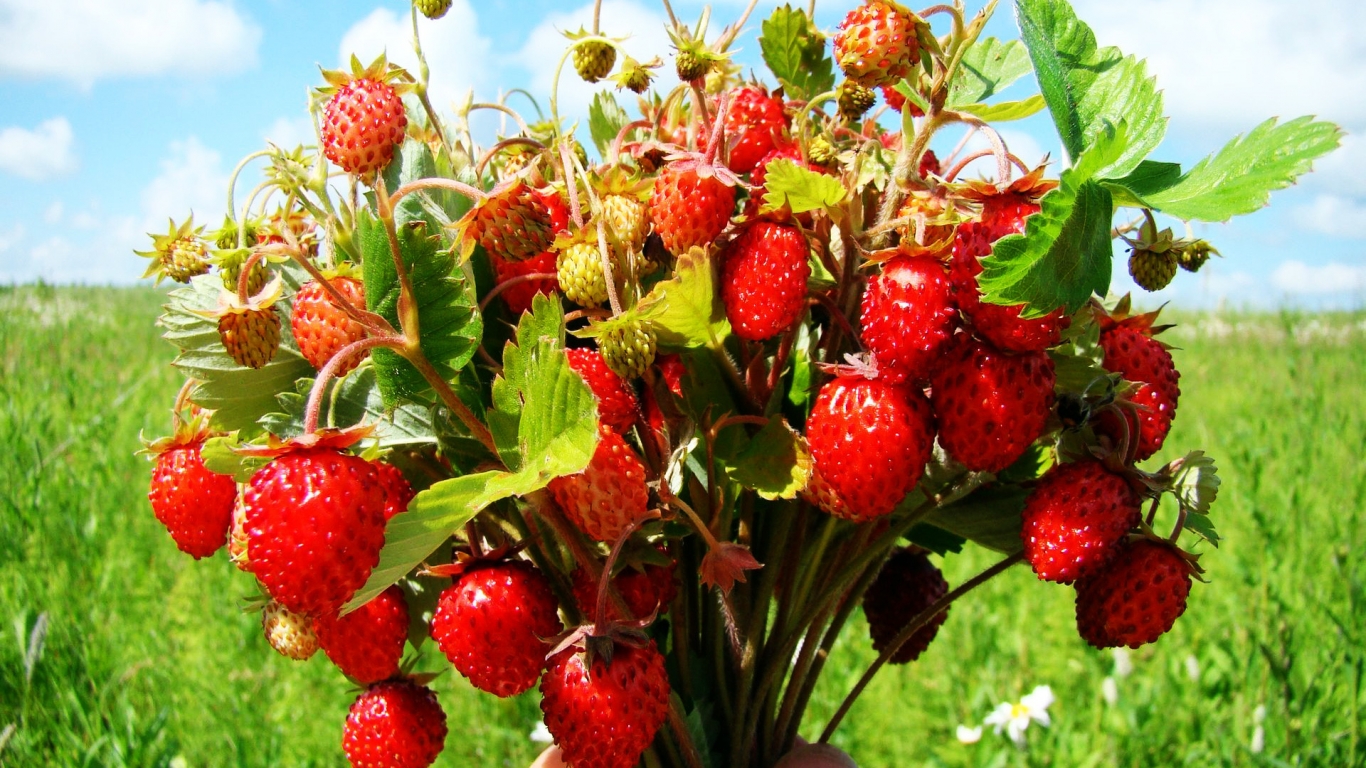 Bouquet of wild strawberries for 1366 x 768 HDTV resolution