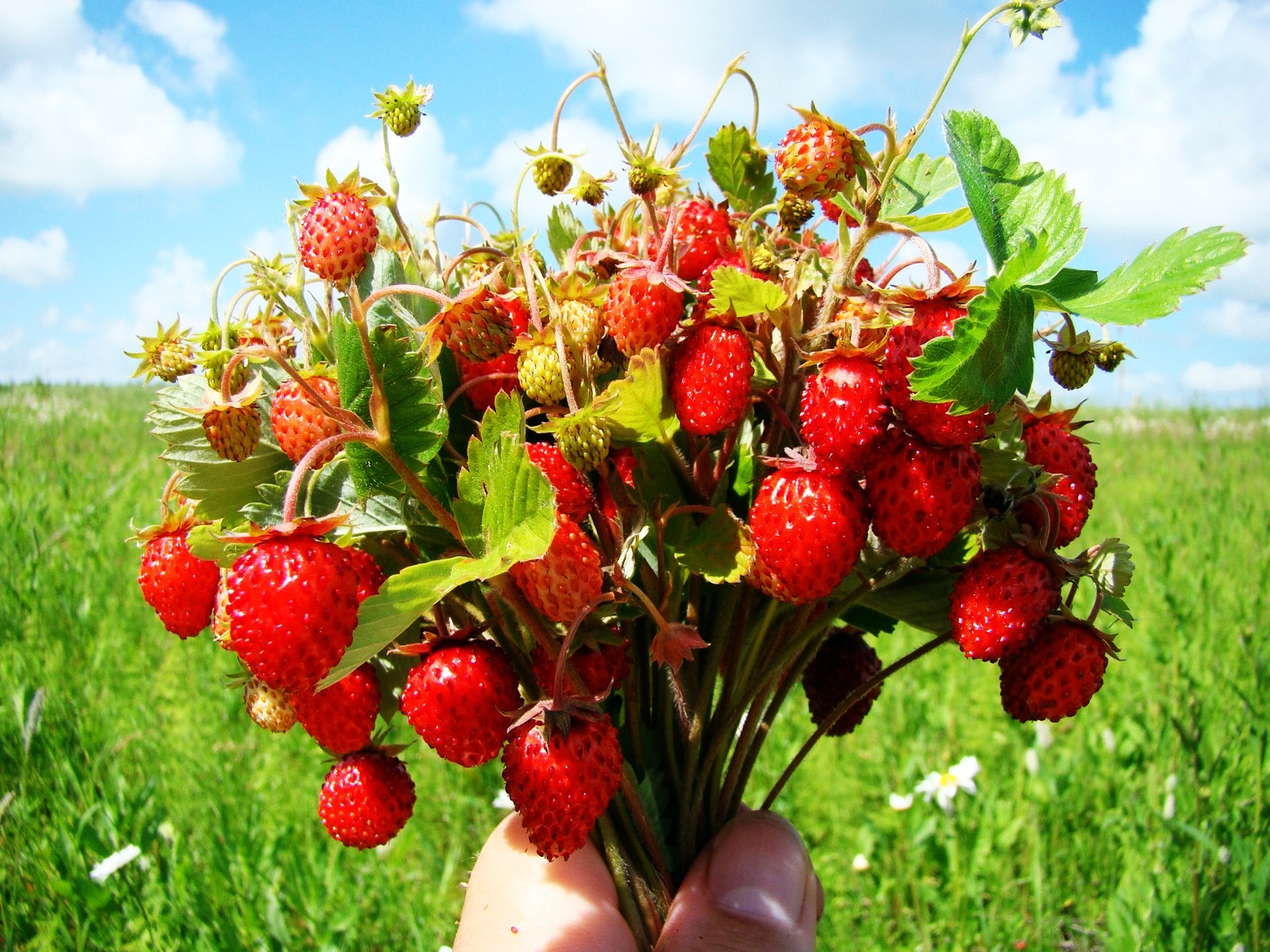 Bouquet of wild strawberries for 1600 x 1200 resolution