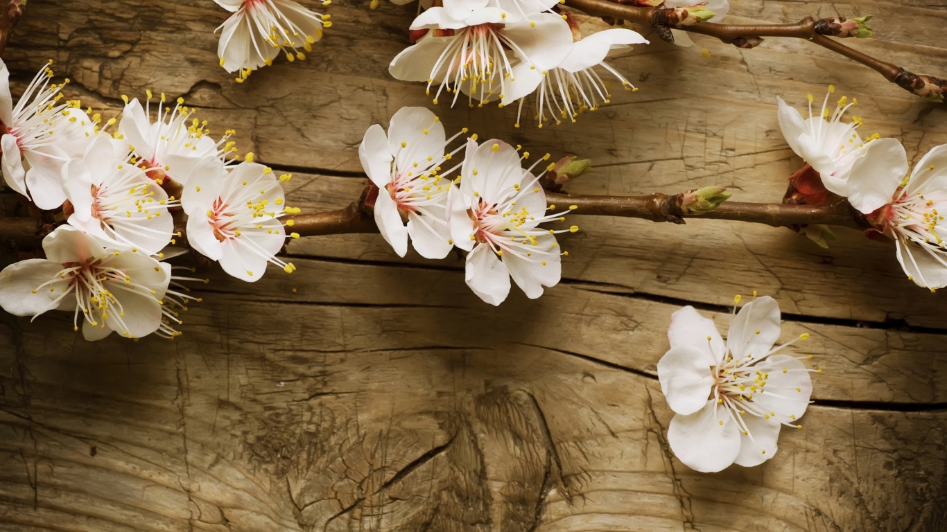 Branch of Cherry Blossom for 1366 x 768 HDTV resolution