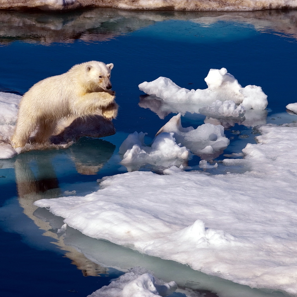 Brave Polar Bear for 1024 x 1024 iPad resolution