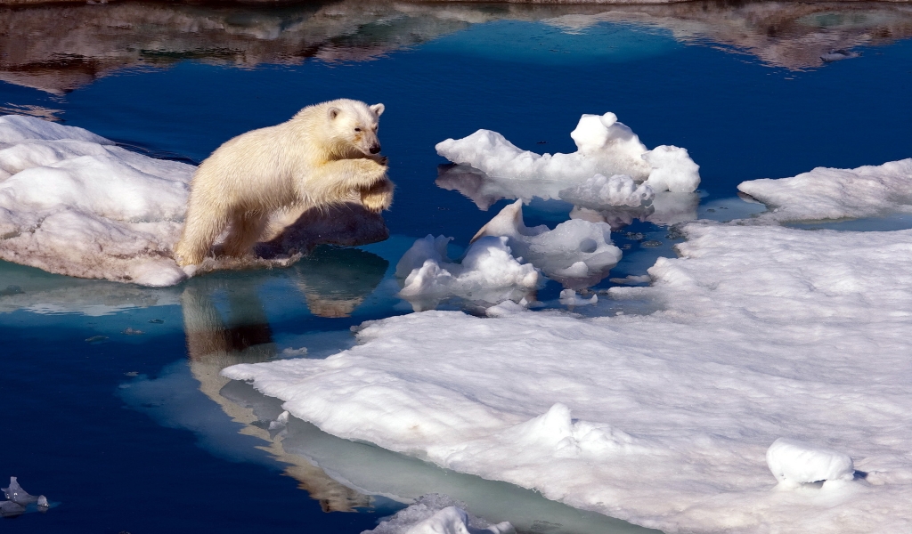 Brave Polar Bear for 1024 x 600 widescreen resolution