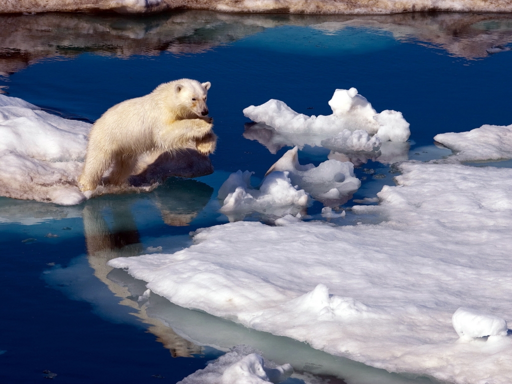 Brave Polar Bear for 1024 x 768 resolution