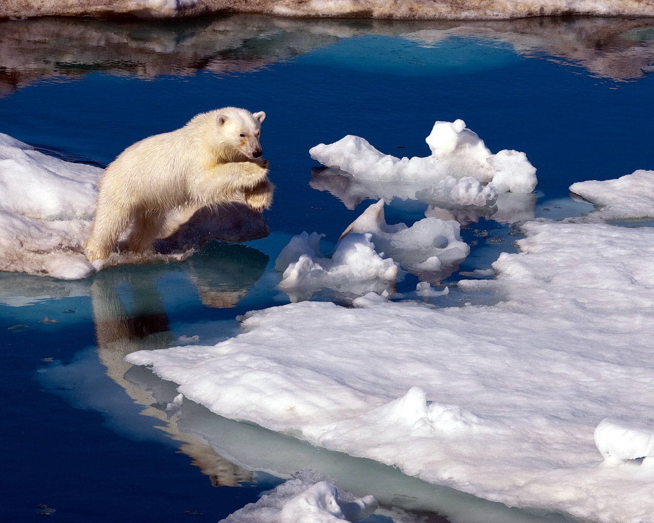 Brave Polar Bear for 1280 x 1024 resolution