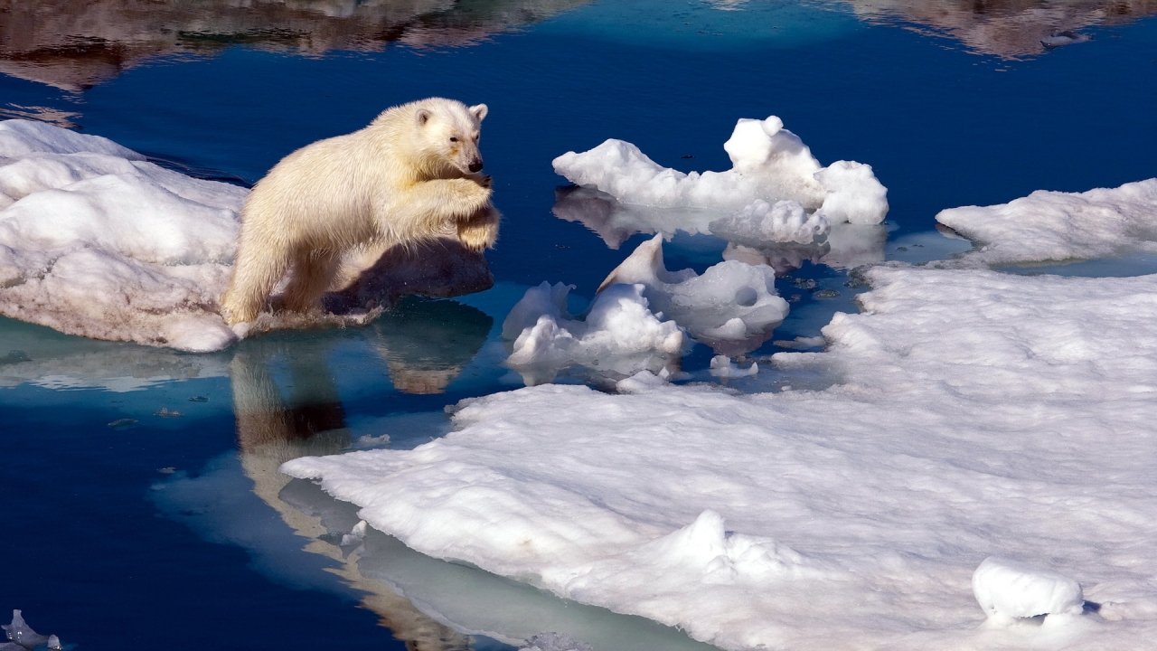 Brave Polar Bear for 1280 x 720 HDTV 720p resolution