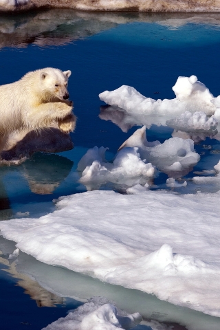 Brave Polar Bear for 320 x 480 iPhone resolution