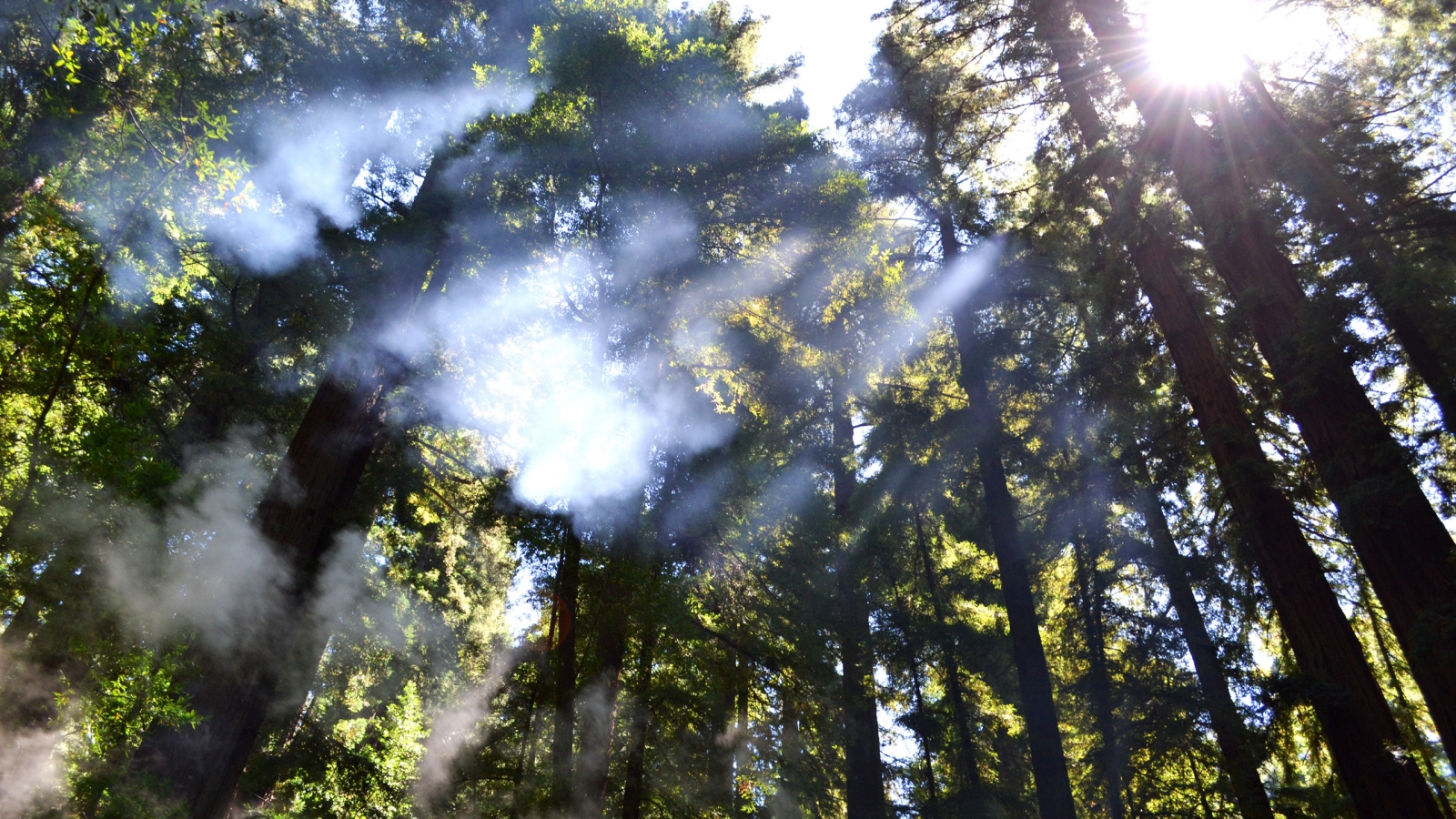 Breaking through the Trees for 1600 x 900 HDTV resolution