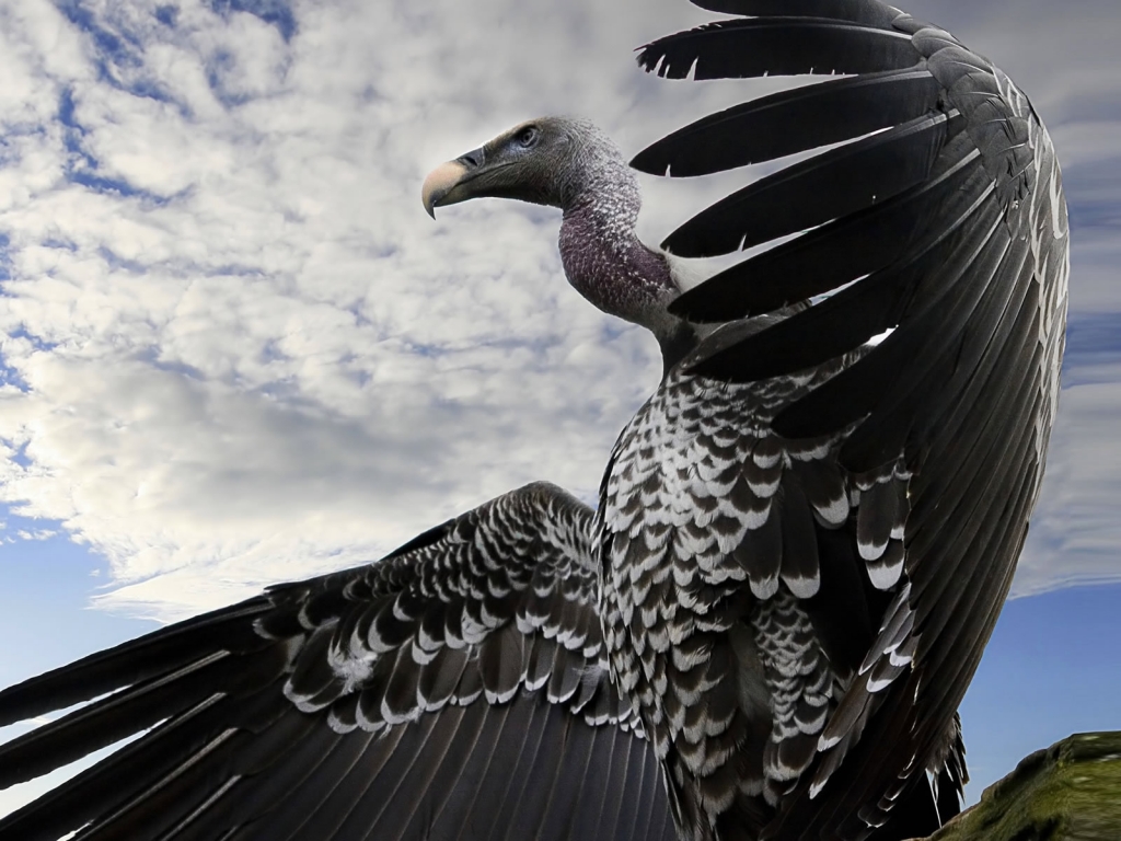 Breathtaking Condor for 1024 x 768 resolution