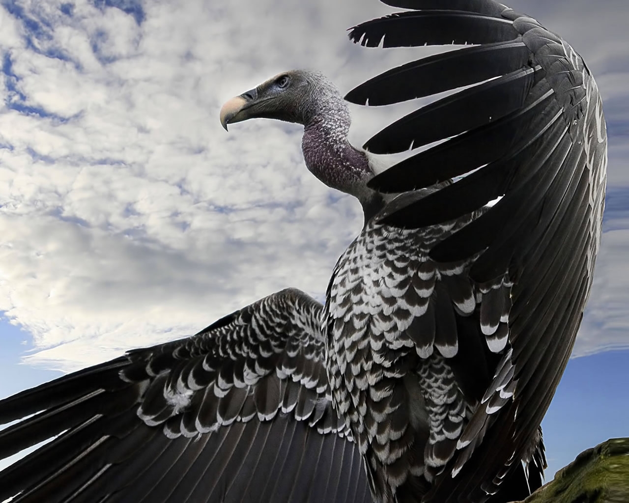 Breathtaking Condor for 1280 x 1024 resolution
