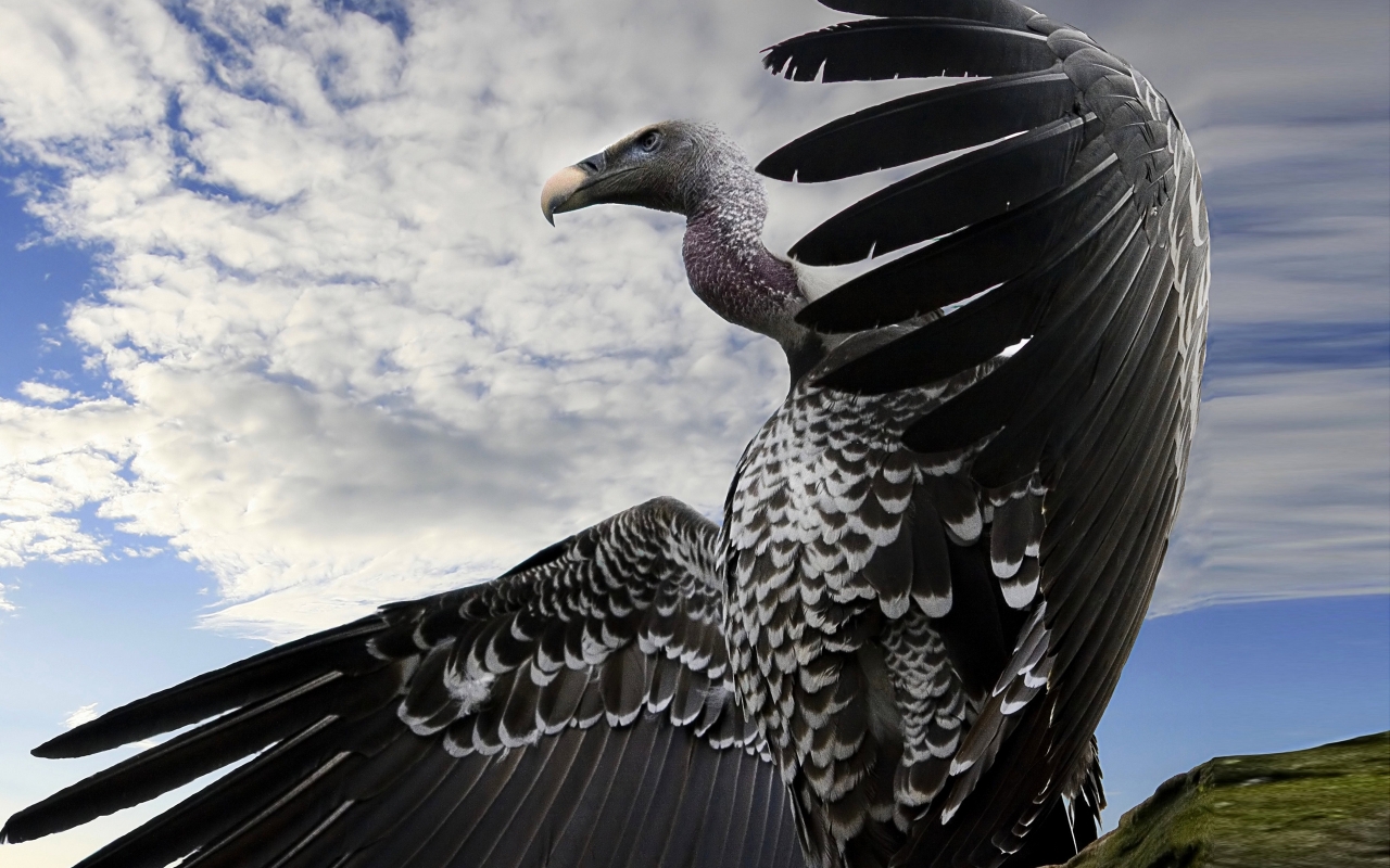 Breathtaking Condor for 1280 x 800 widescreen resolution