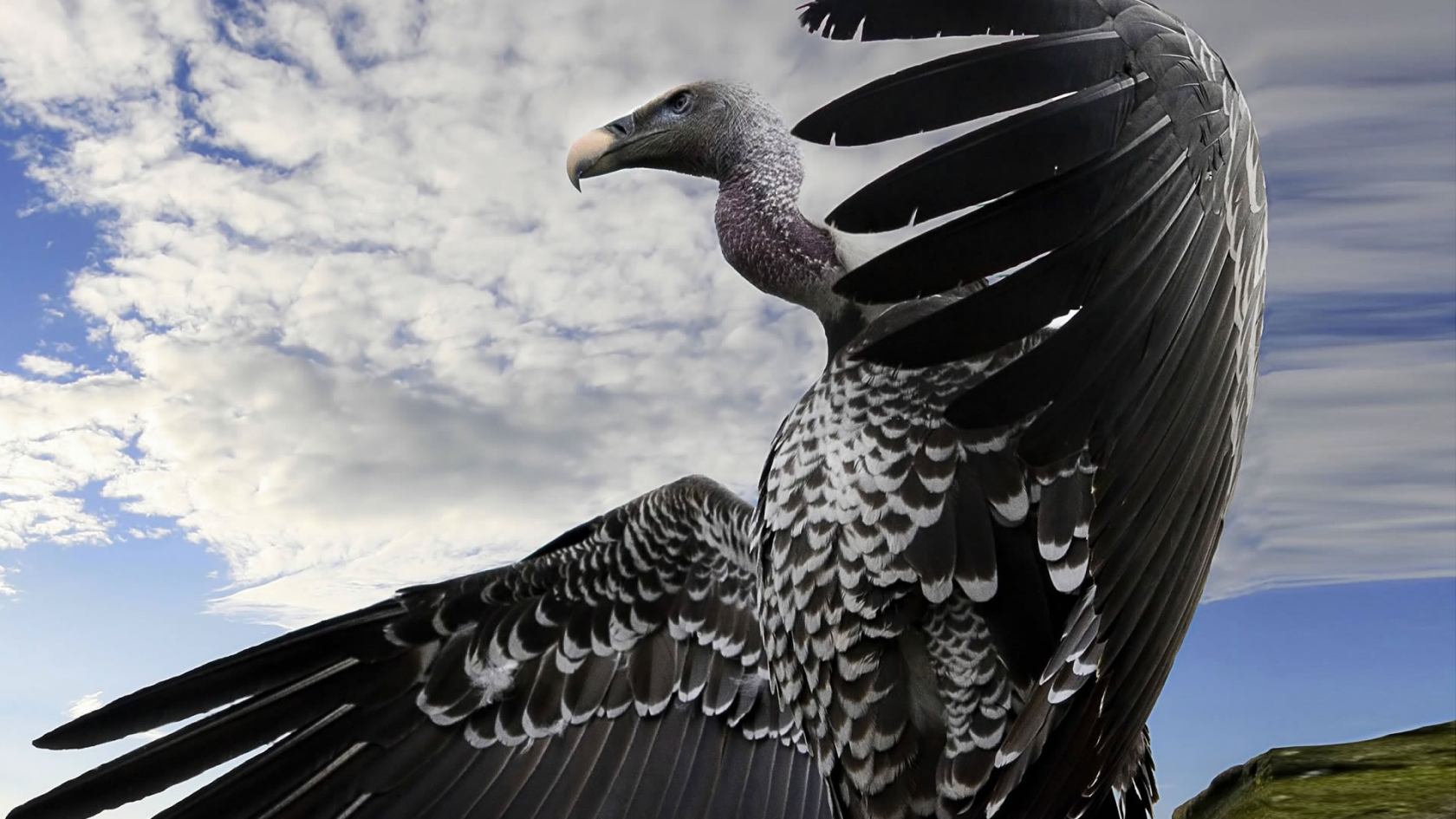 Breathtaking Condor for 1680 x 945 HDTV resolution
