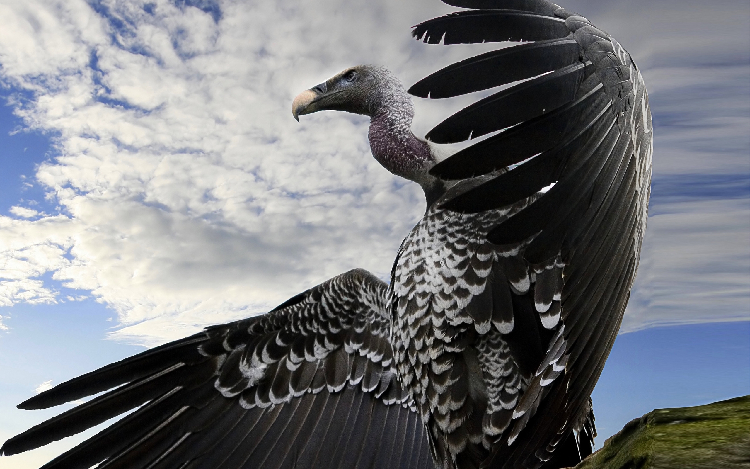Breathtaking Condor for 2560 x 1600 widescreen resolution