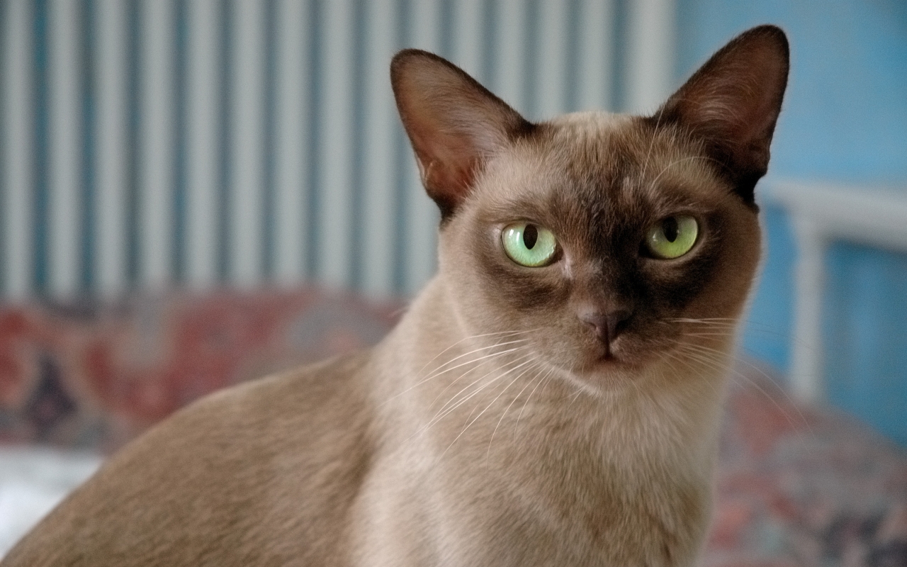 British Burmese Cat for 1280 x 800 widescreen resolution