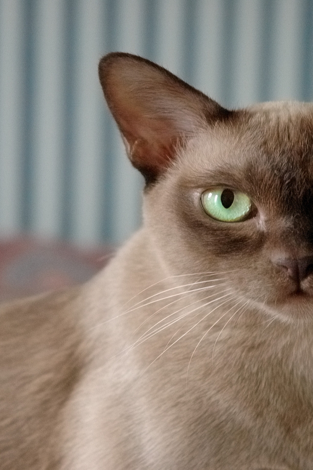 British Burmese Cat for 640 x 960 iPhone 4 resolution