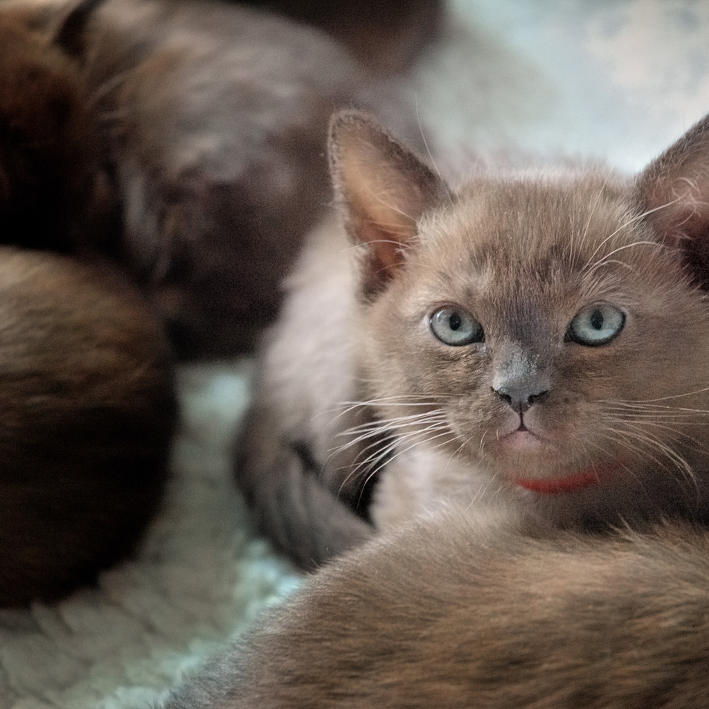 British Burmese Kitten for 1024 x 1024 iPad resolution