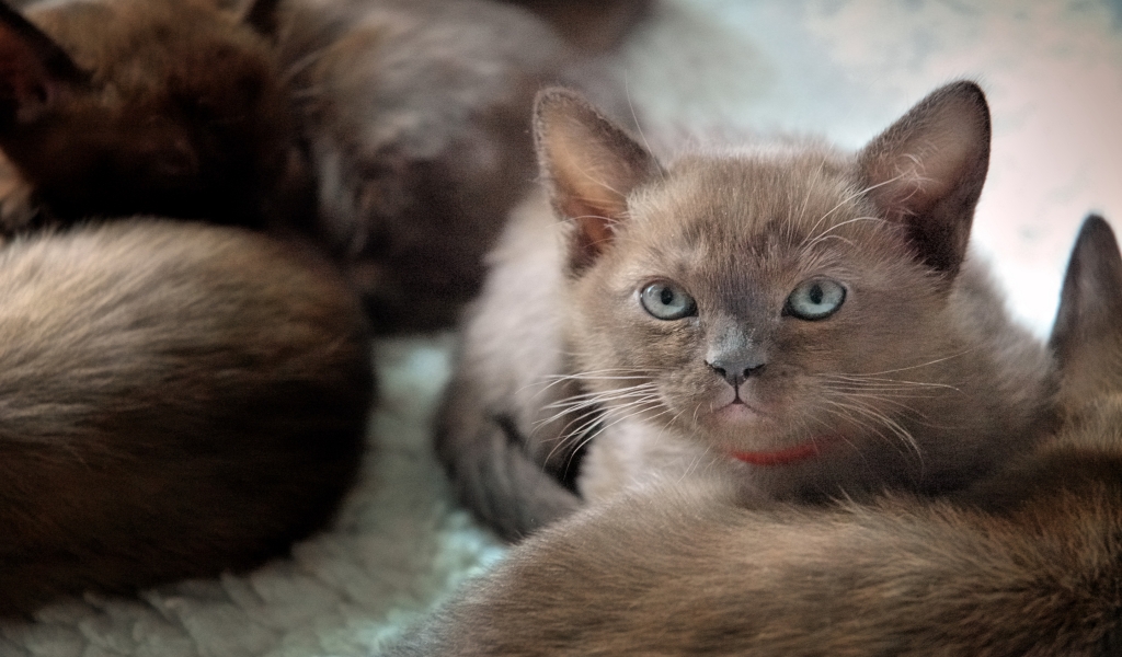 British Burmese Kitten for 1024 x 600 widescreen resolution