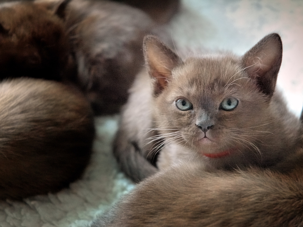 British Burmese Kitten for 1024 x 768 resolution