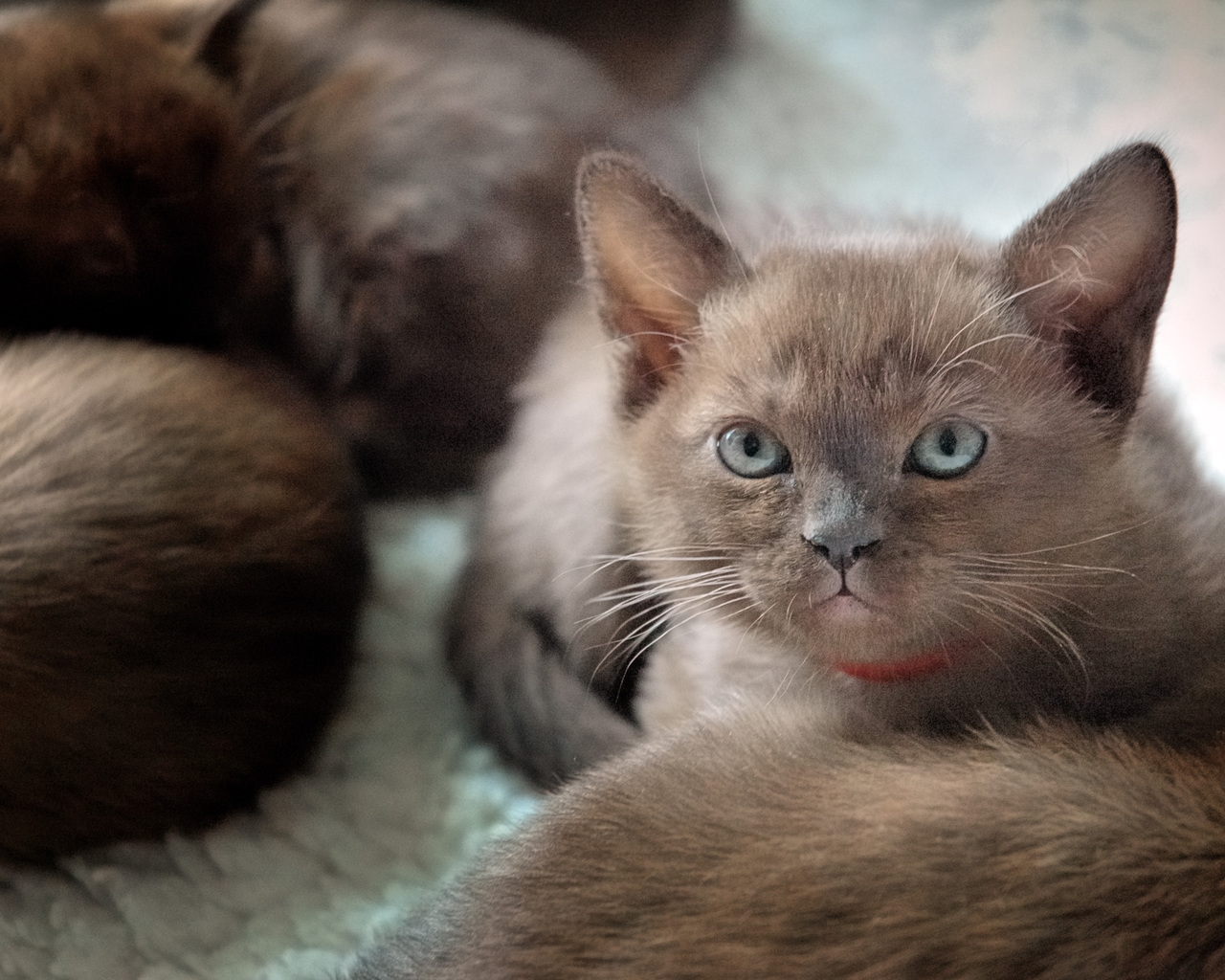 British Burmese Kitten for 1280 x 1024 resolution