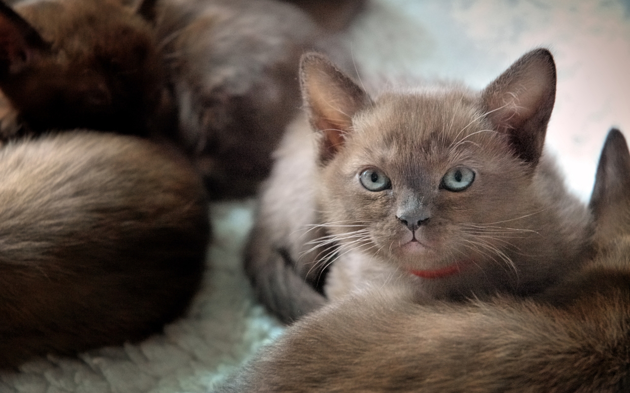British Burmese Kitten for 1280 x 800 widescreen resolution