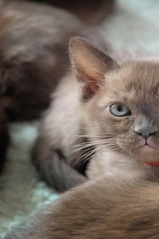British Burmese Kitten for 320 x 480 iPhone resolution