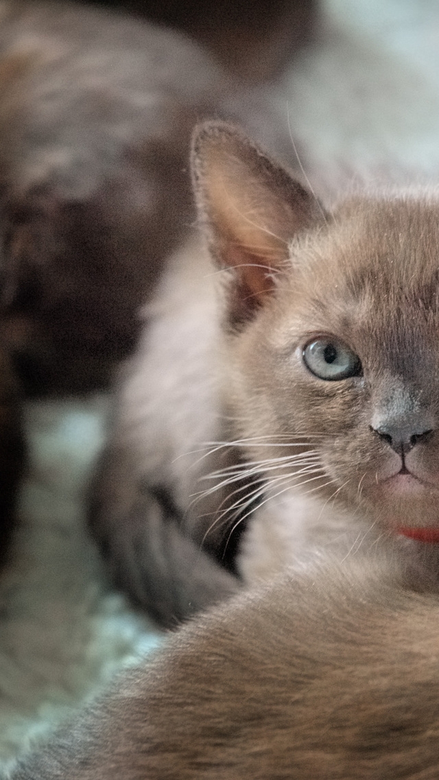 British Burmese Kitten for 640 x 1136 iPhone 5 resolution