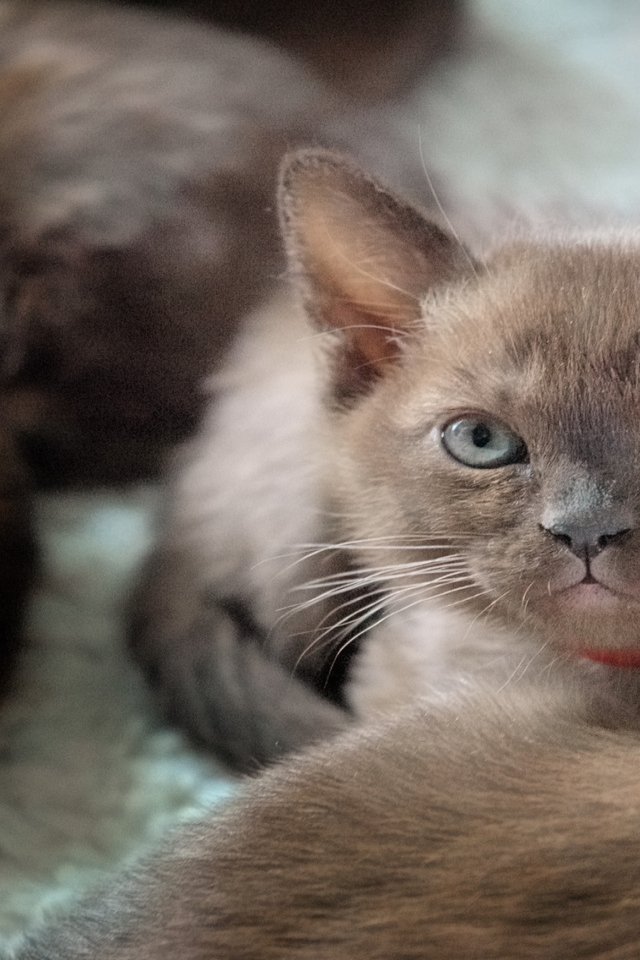 British Burmese Kitten for 640 x 960 iPhone 4 resolution