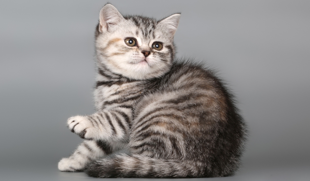 British Shorthair Kitten for 1024 x 600 widescreen resolution
