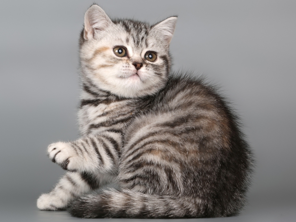 British Shorthair Kitten for 1024 x 768 resolution