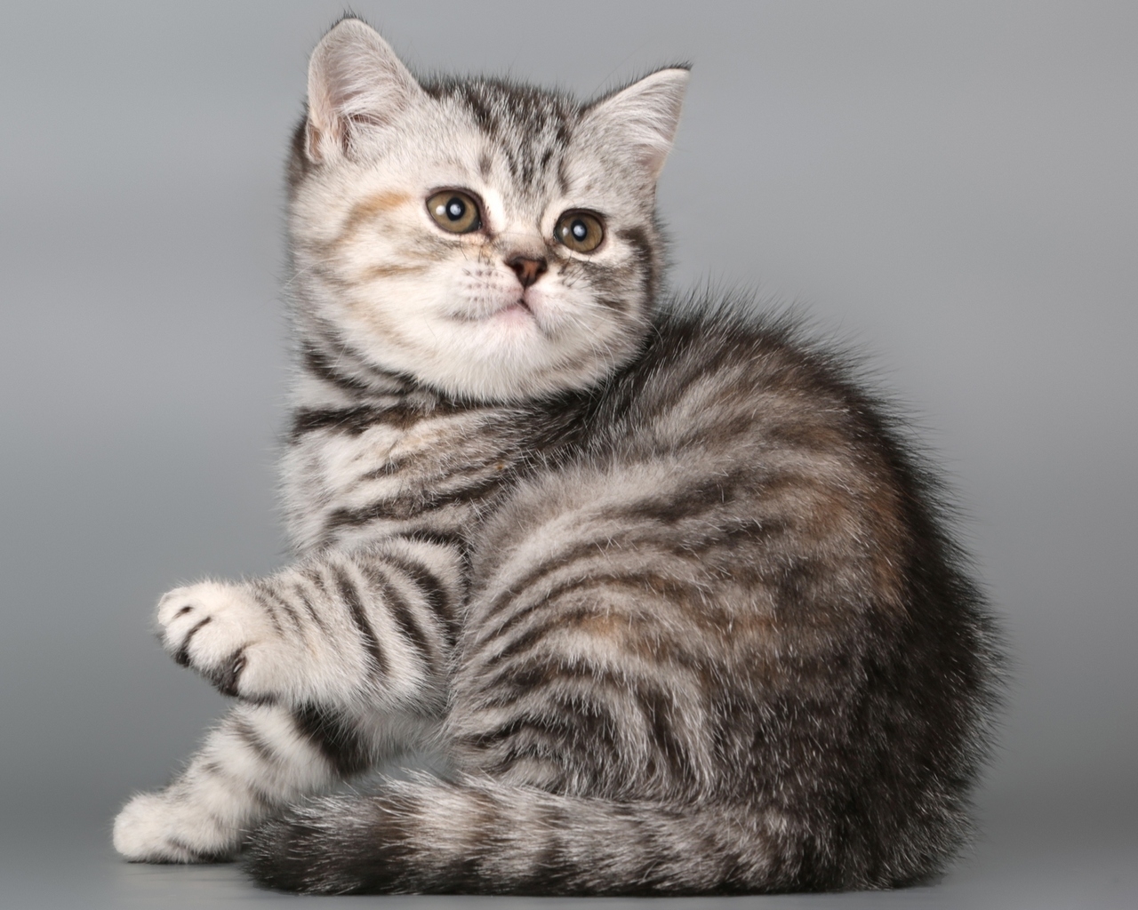 British Shorthair Kitten for 1280 x 1024 resolution