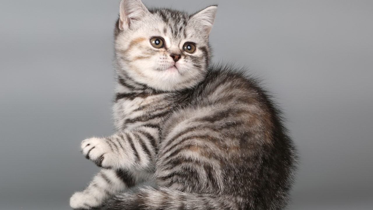 British Shorthair Kitten for 1280 x 720 HDTV 720p resolution