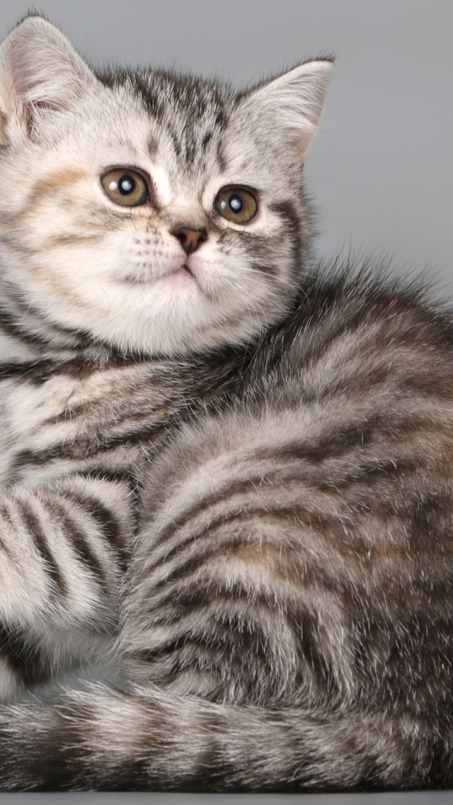 British Shorthair Kitten for 640 x 1136 iPhone 5 resolution