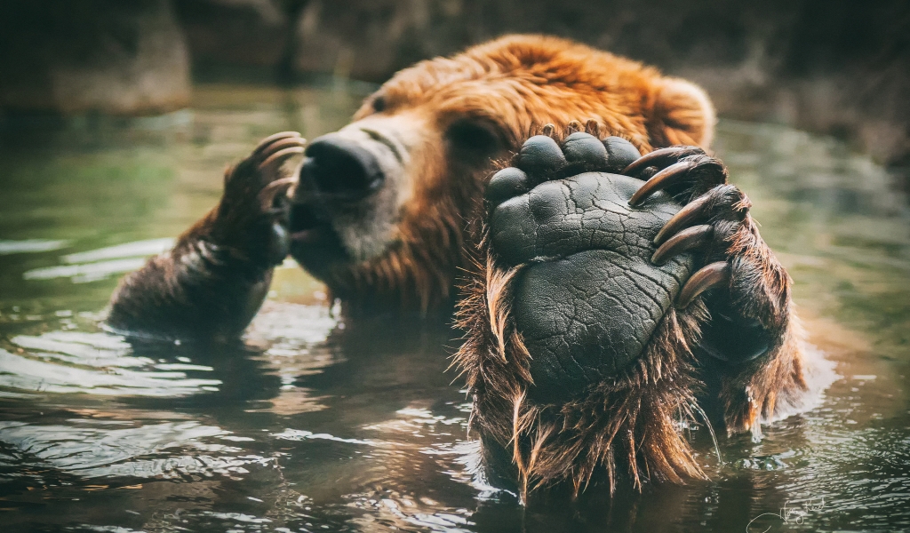 Brown Bear Bathing for 1024 x 600 widescreen resolution